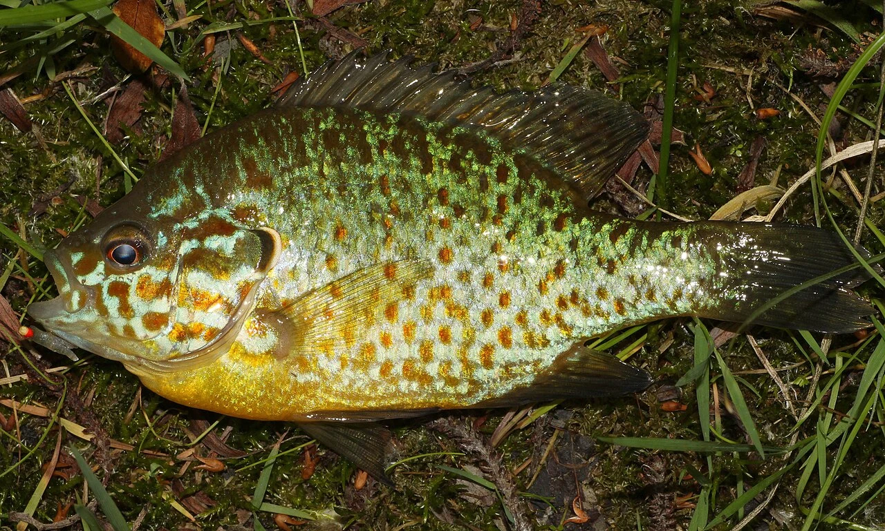 Bass słoneczny z boku: wysokie bocznie spłaszczone ciało, niebieskie linie na głowie i ciemna plama na pokrywie skrzelowej.