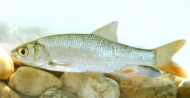 Jaź widziany z boku na jasnym tle z kamieniami, o srebrzystym ciele i pomarańczowoczerwonych dolnych płetwach.